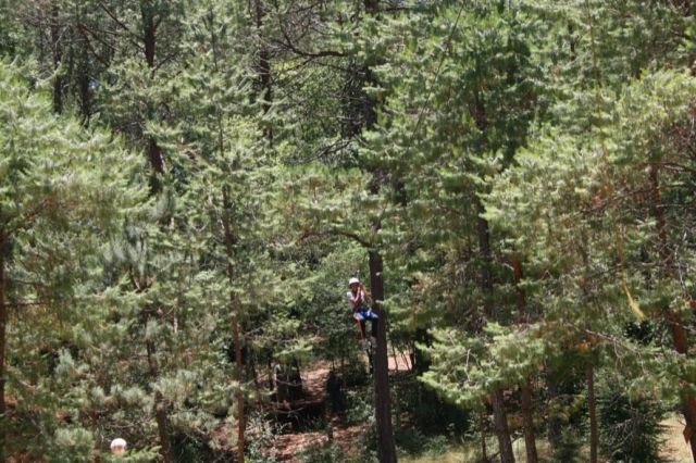  Zip lines in the forest 